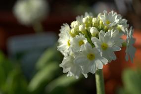 incredible Primula Flower