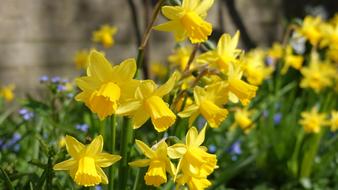 magnificent Narcissus Yellow Bloom