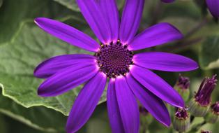 incredible Flowering Purple