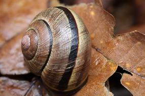 snail on a yellow leaf close up