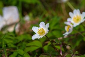 incredible Wood Anemone Flower