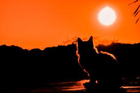 silhouette of a cat on a background of the full moon and orange sunset