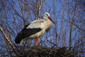 Stork in a nest in a forest in Russia