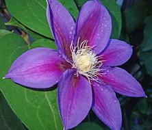wonderful Clematis Flower Garden