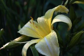 incredible Yellow Summer Close