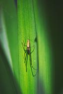incredible Spider Predator