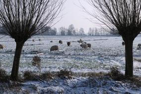 flock of sheep on a frozen winter pasture at dusk