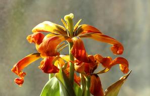orange beautiful tulips