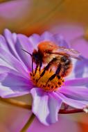 Bee Insect Honey on purple flower