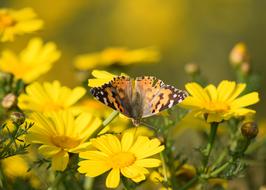 excellent Daisies