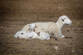 splendid Lamb Baby