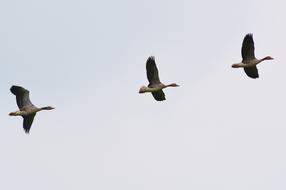 Geese Flying on Sky