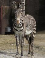 zebra with big ears