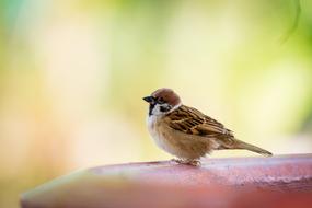 Close-up of the beautiful, colorful and cute bird among the plants