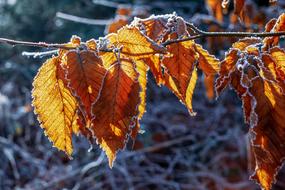 splendid Hoarfrost Frost