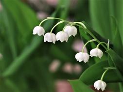 Lilies Of The Valley or Spring Lily
