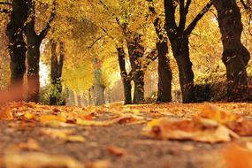 autumn alley close-up in a blurred background