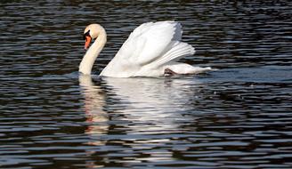 unusually beautiful Swan Water Nature