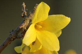 incredible Forsythia Spring Blossom