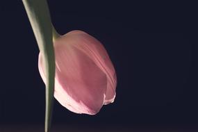 attractive Tulip Pink Flower