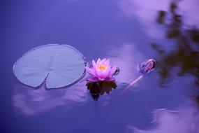 amazing Lotus Natural