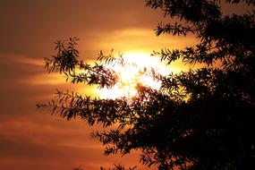 tree branches cover the evening sun
