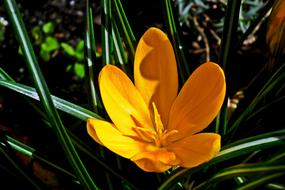 crocus, open Yellow Flower