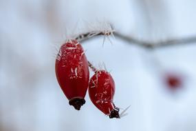 hoarfrost on red rose hips
