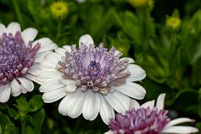 purple white flowers on a flower bed in the garden