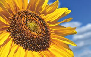 incredible Sunflower Summer Bright