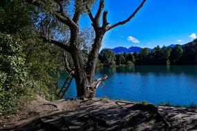 incredible Lake Tree Waters