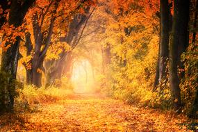 path in bright forest