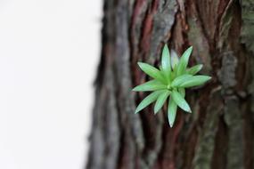 green flower on Tree Trunk Nature