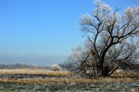 incredible Tree Nature Landscape