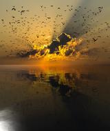 birds and sky are reflected in the sunset