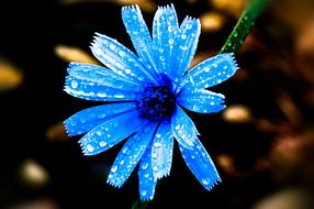 incredible Flower Nature Blue