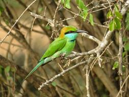 Little Green Bee bird