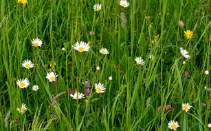 enchanting Meadow Flowers