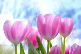 attractive Nature Tulip Flora
