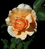 Rose Perfume