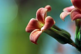 Mini Potted Flowers close-up on a blurred background