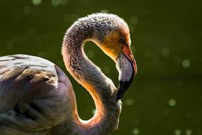 graceful grey flamingo