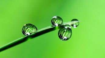 incredible Water Drops Grass