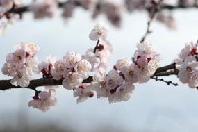 Close-up of the beautiful and colorful, blossoming flowers on the branches of the tree