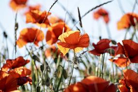 Red Poppy Flowers field at sunlight