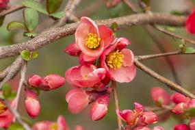 delightful Japanese Quince Flower