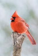 attractive Cardinal Male Redbird