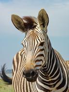 incredible Zebra Hartmann