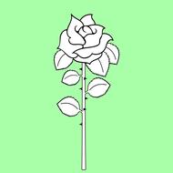 drawn rose on the green background