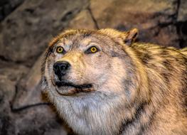 splendid Wolf Head Predator